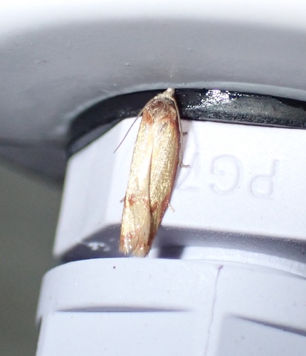 Sparganothis sullivani
