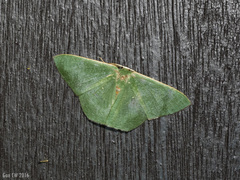 Orothalassodes leucoceraea