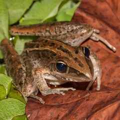 Litoria nasuta