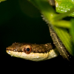 Dendrelaphis calligaster