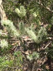 Melaleuca preissiana