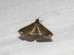Adrapsa ablualis