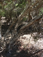 Melaleuca preissiana