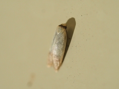 Tachystola stenoptera