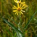 Fen Ragwort - Photo (c) --Tico--, some rights reserved (CC BY-NC-ND)