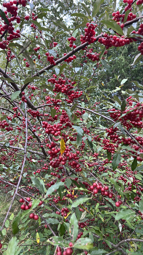 autumn olive