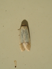 Tachystola stenoptera