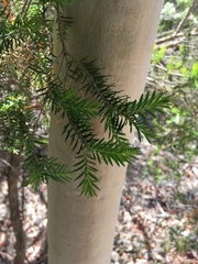 Melaleuca preissiana