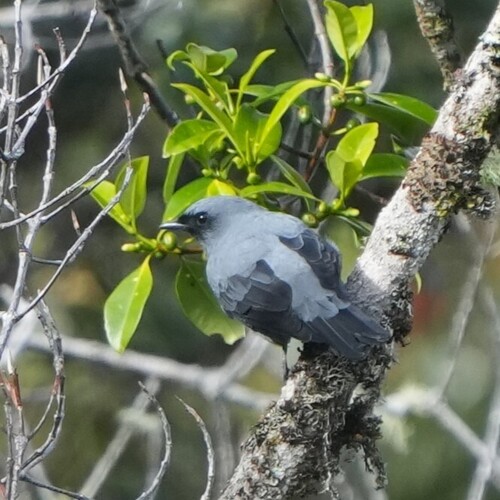 Bergrupsvogel (Edolisoma montanum)