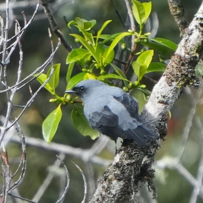 Black-bellied Cicadabird (Edolisoma montanum)