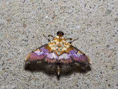 Aetholix flavibasalis