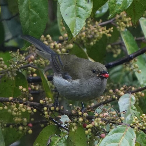 Fan-tailed Berrypecker (Melanocharis versteri), photo 1
