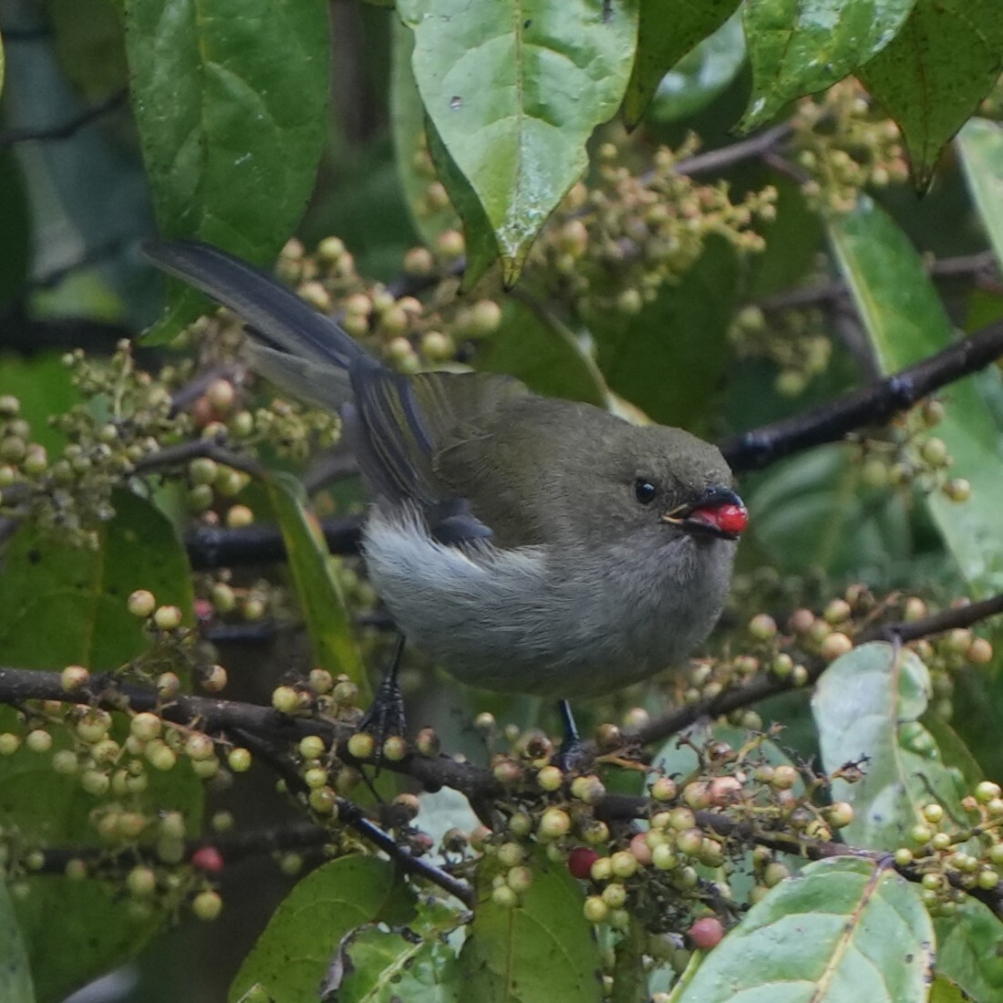 Fan-tailed Berrypecker (Melanocharis versteri), photo 1