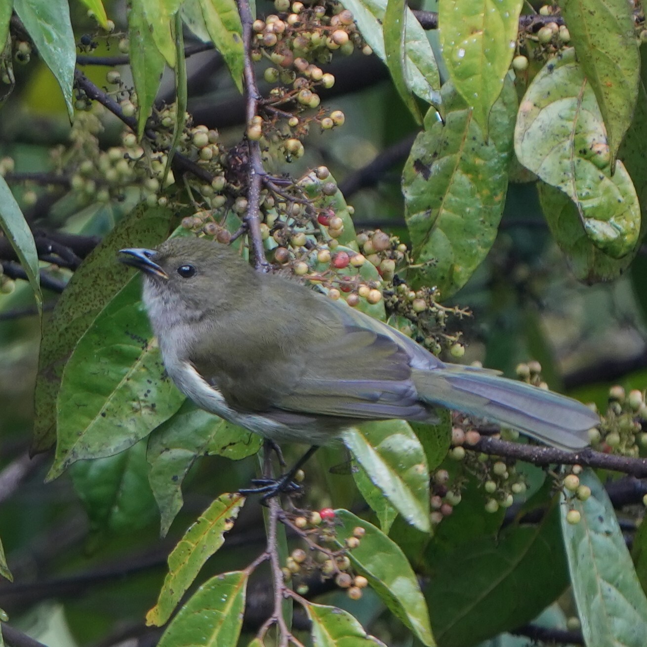 Fan-tailed Berrypecker (Melanocharis versteri), photo 2