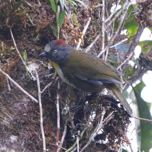 Rufous-naped Bellbird (Aleadryas rufinucha)