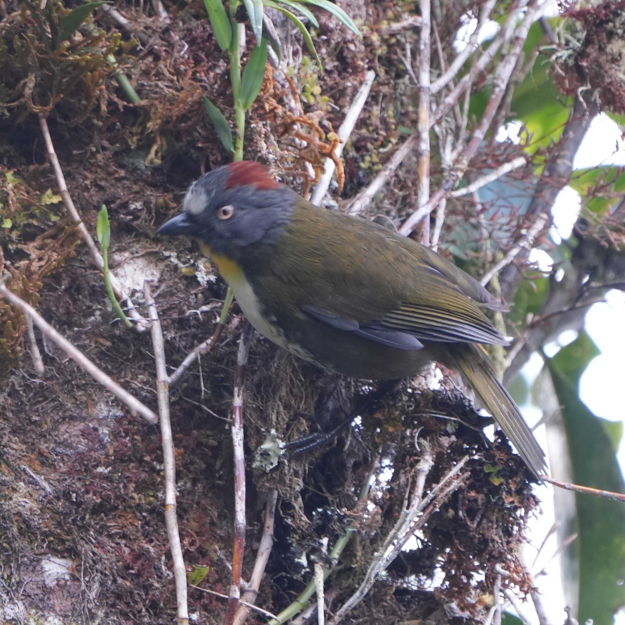 Rufous-naped Bellbird (Aleadryas rufinucha), photo 1