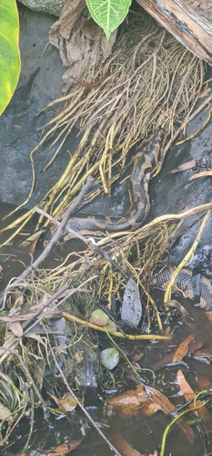 Jungle Carpet Python sighting