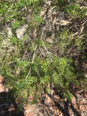 Melaleuca preissiana