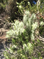 Melaleuca preissiana
