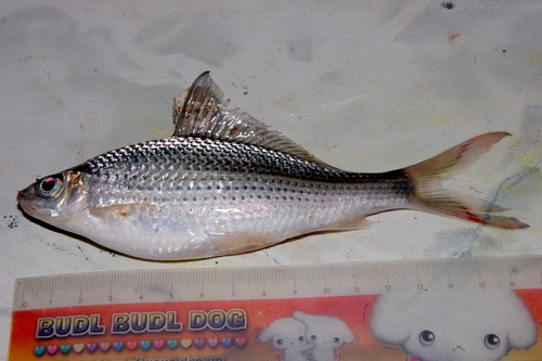 Thinlip barb (Labiobarbus leptocheilus) — Cyprinidae — 2