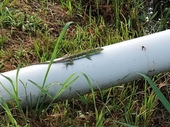 Polychrus marmoratus