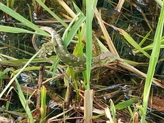 Polychrus marmoratus