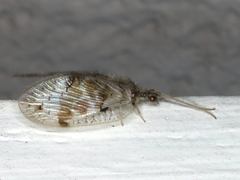 Carobius pulchellus