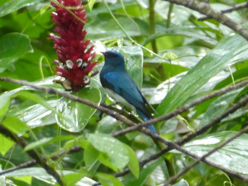 Zappey's Flycatcher (Cyanoptila cumatilis), photo 7