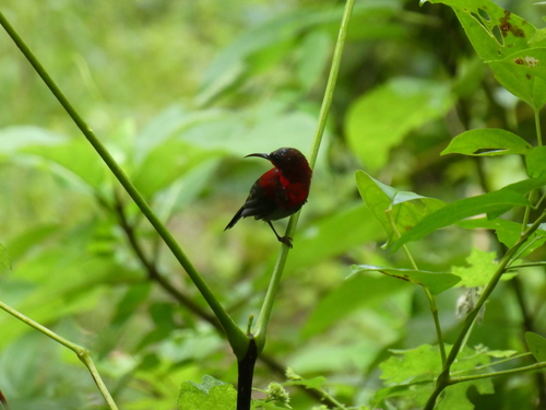 Crimson Sunbird (Aethopyga siparaja), photo 9