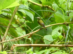 Arachnothera modesta