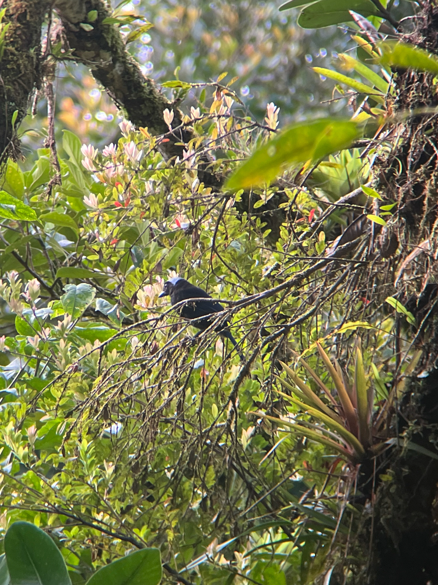 Azure-hooded Jay (Cyanolyca cucullata), photo 2