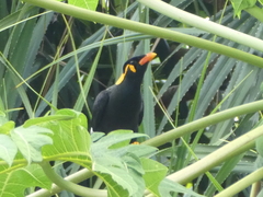 Gracula religiosa intermedia