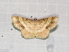 Calletaera subexpressa