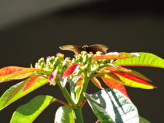 Achlyodes