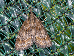 Microdes diplodonta