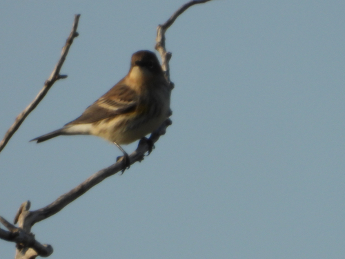 Yellow-rumped Warbler photographed in North Dakota