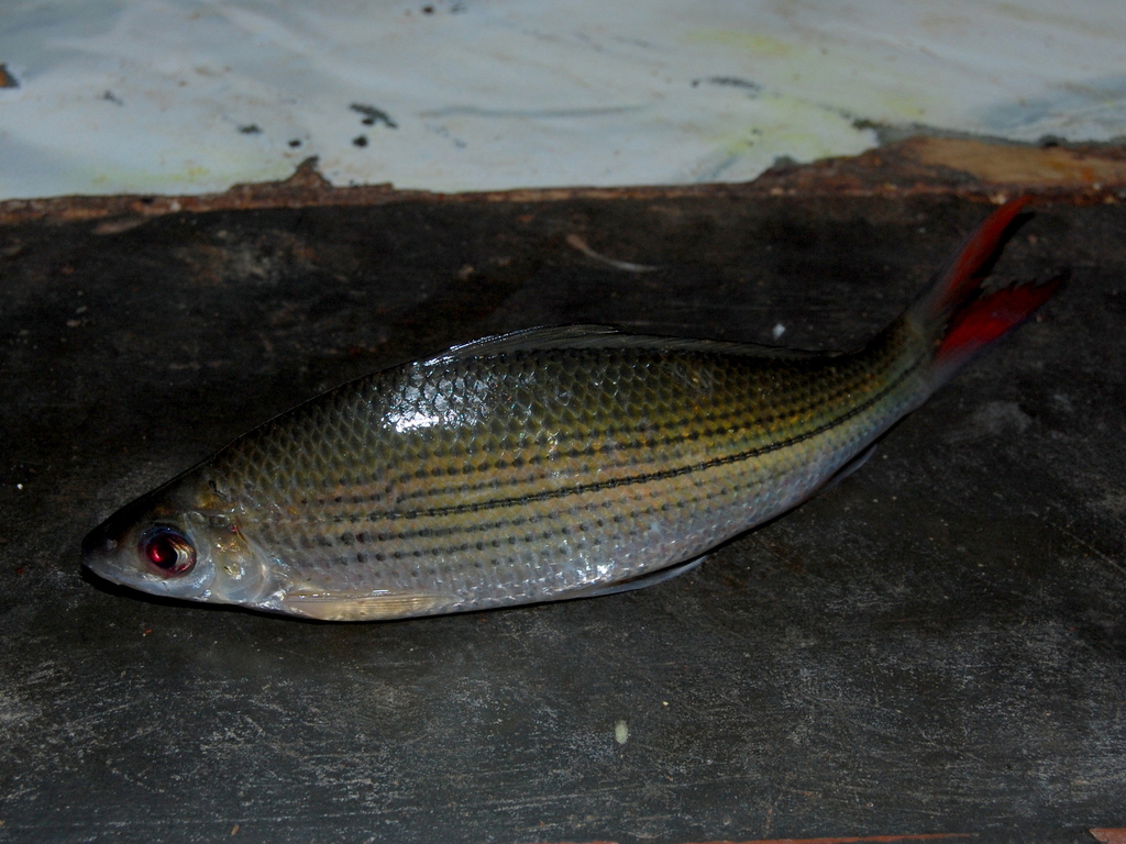 Masik (Labiobarbus fasciatus)
