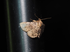 Polydesma boarmoides