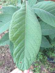 Triosteum aurantiacum