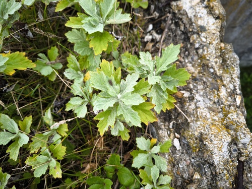 Artemisia koidzumii iNat (3)