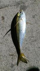 Trachurus japonicus