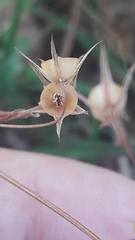 Magnoliopsida