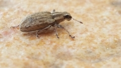 Sitona discoideus