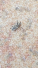 Sitona discoideus