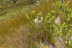 Erica thomae thomae