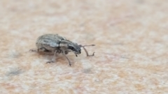 Sitona discoideus