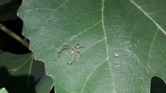 Lyssomanes pauper