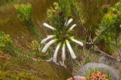 Erica thomae thomae