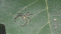 Lyssomanes pauper