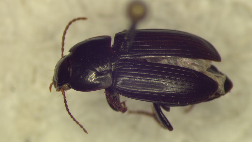 Harpalus obnixus